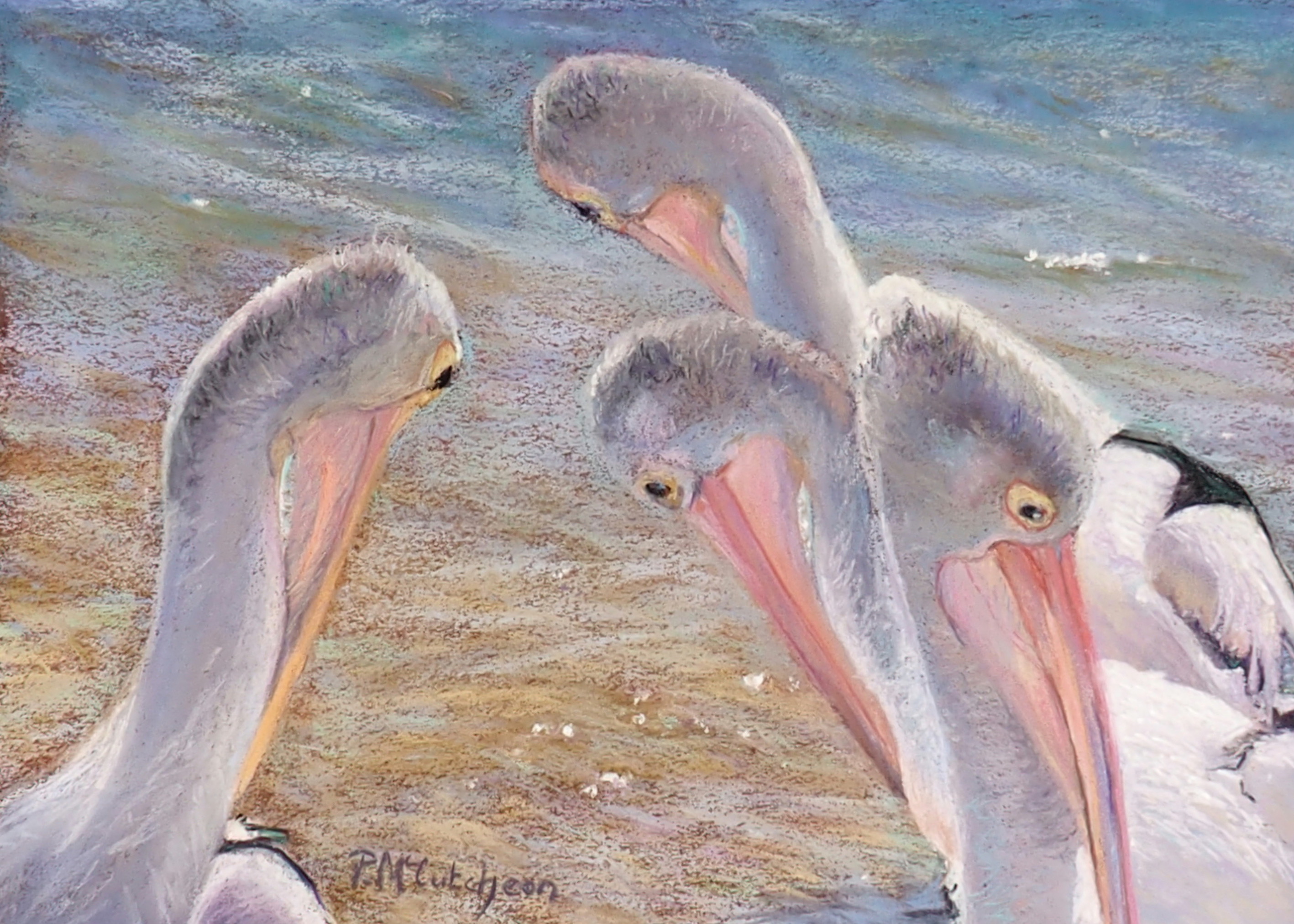 Pelicans Preen Phillip Island
